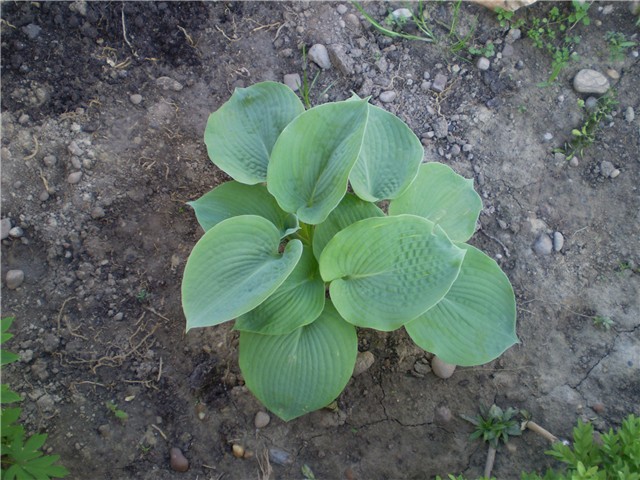 hosta